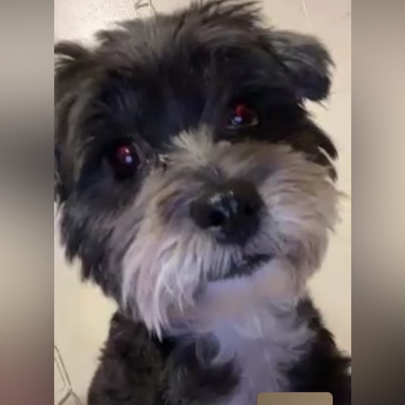 Meet your Posher, Ivon - Picture 1 of 1